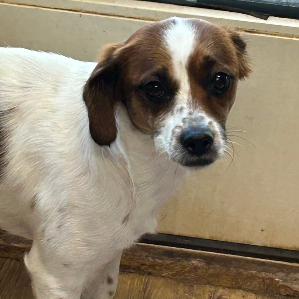 Photo of Wishbone, adoptable Terrier, Jack Russell / Beagle in Maryland, Maryland