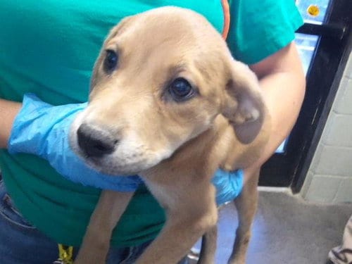 Photo of Fye, adoptable Labrador Retriever in Tulsa, Oklahoma