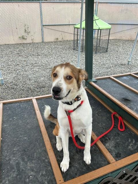 Photo of Baxter, adoptable Golden Retriever in Palmetto, Florida