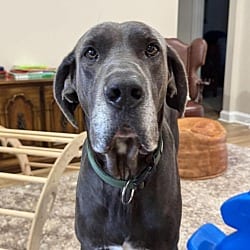 Photo of Bruno, adoptable Great Dane in Bullard, Texas