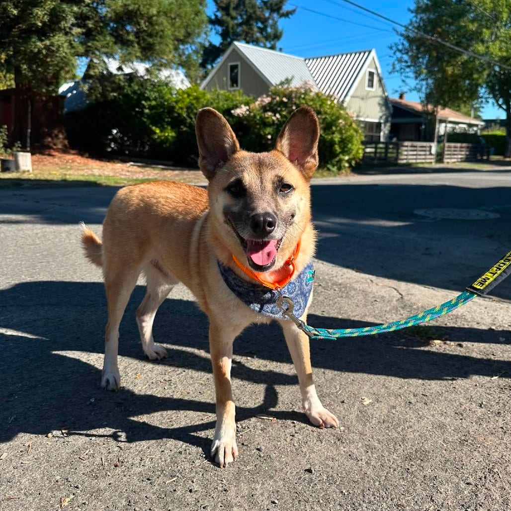Photo of Ted, adoptable Shiba Inu / Mixed Breed (Medium) in Bend, Oregon