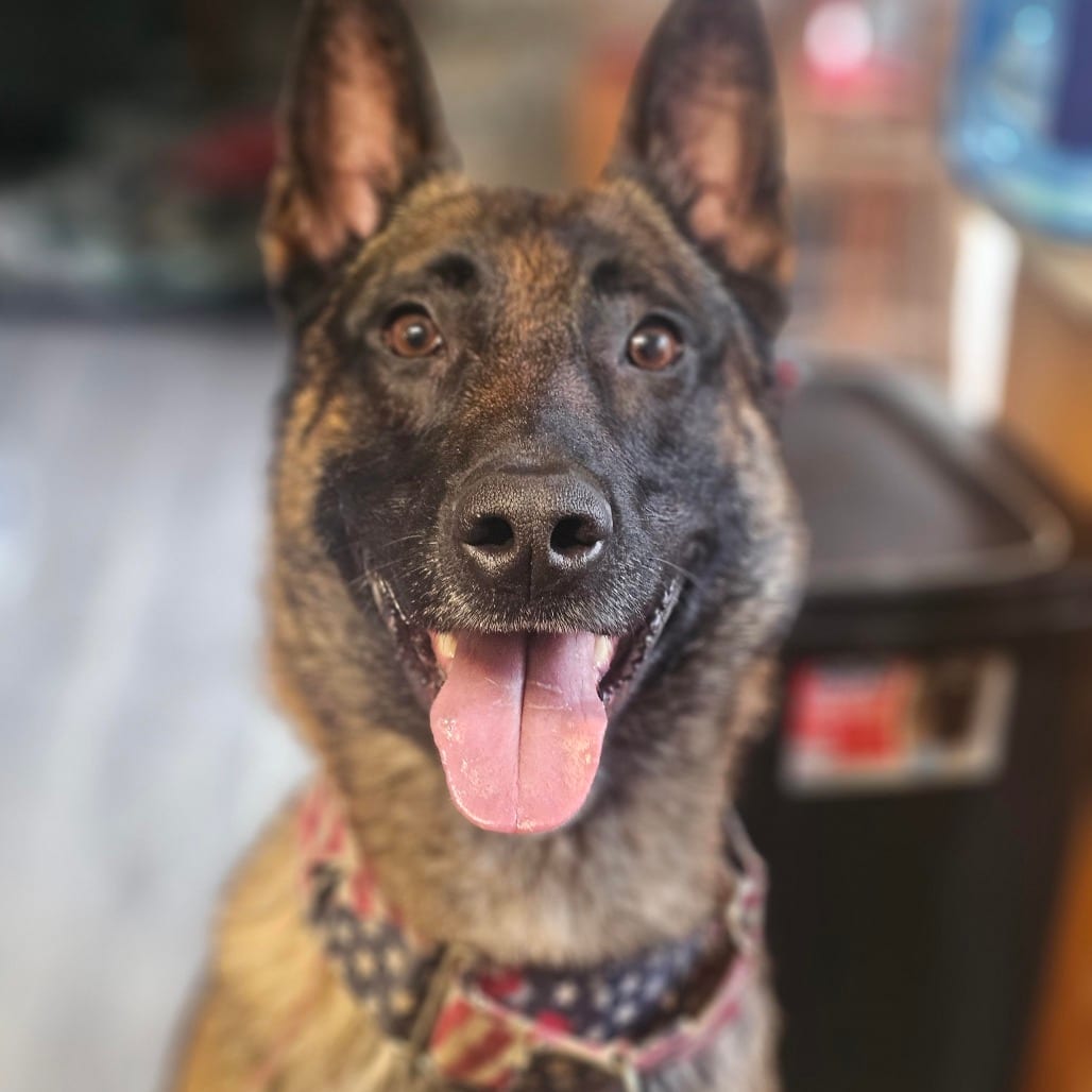 Photo of Cadence D12409, adoptable Malinois, Belgian in Princeton area, Minnesota