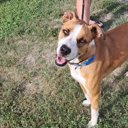 Photo of Benny, adoptable Labrador Retriever Basenji in Hartford, Connecticut