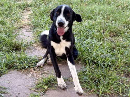 Photo of Rocky, adoptable Labrador Retriever in Houston, Texas