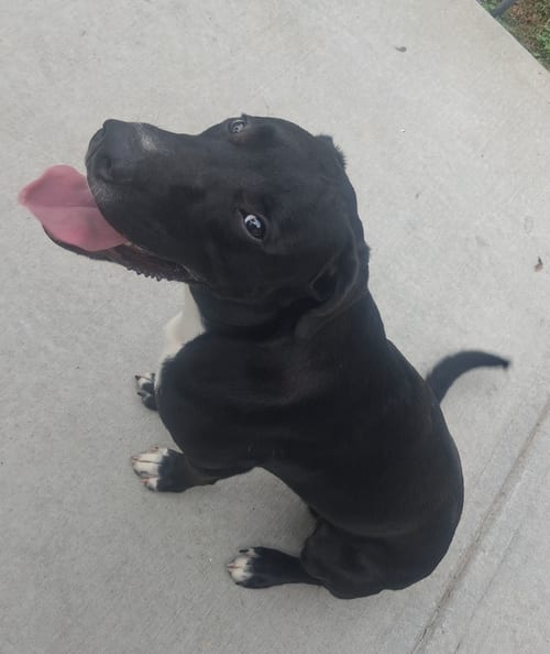 Photo of Skat, adoptable Great Dane in Atlanta, Georgia