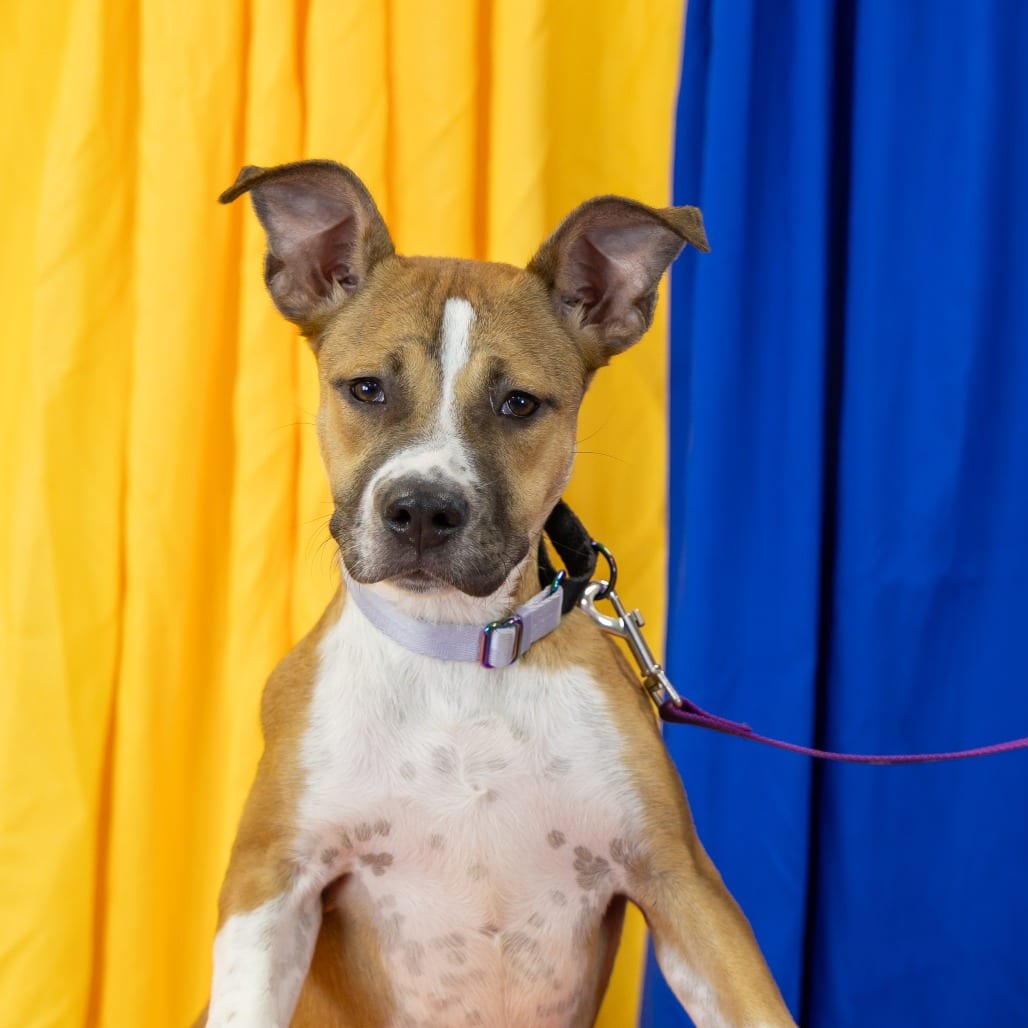 Photo of Honey, adoptable Black Mouth Cur / Mixed Breed (Medium) in Gainesville, Florida
