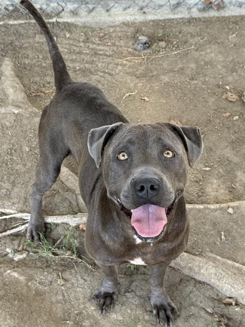 Photo of Bellatrix, adoptable Pit Bull Terrier in Riverside, California
