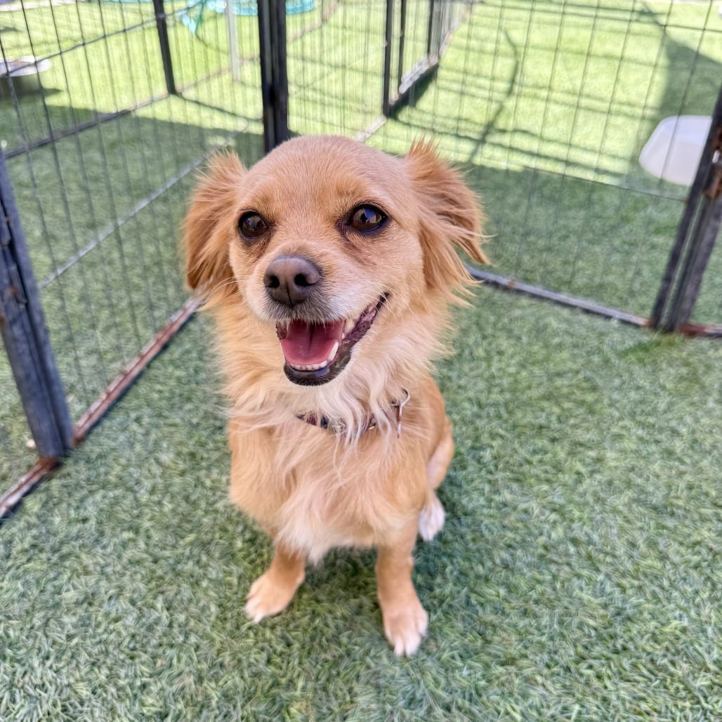 Photo of Ladybug, adoptable Chihuahua, Long Coat in Agoura Hills, California