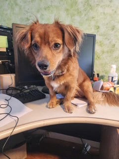 Photo of Rusty - OC, adoptable Dachshund in Los Angeles, California