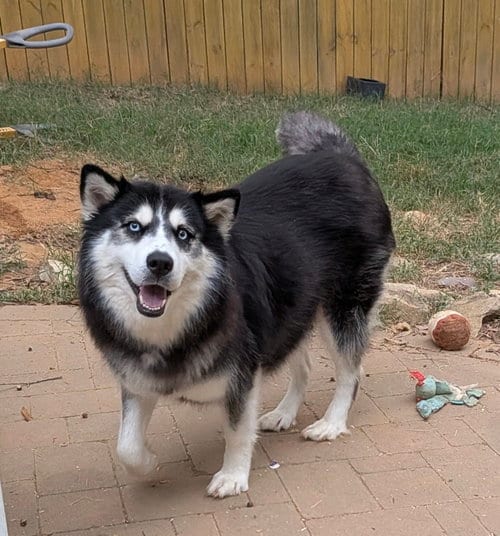 Photo of Sandra, adoptable Siberian Husky in Charlotte, North Carolina