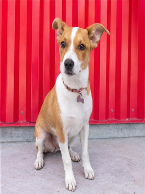 Photo of Nova, adoptable Basenji in Tracy, California
