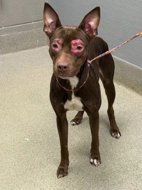 Photo of Praline, adoptable Pit Bull Terrier in Las Vegas, Nevada