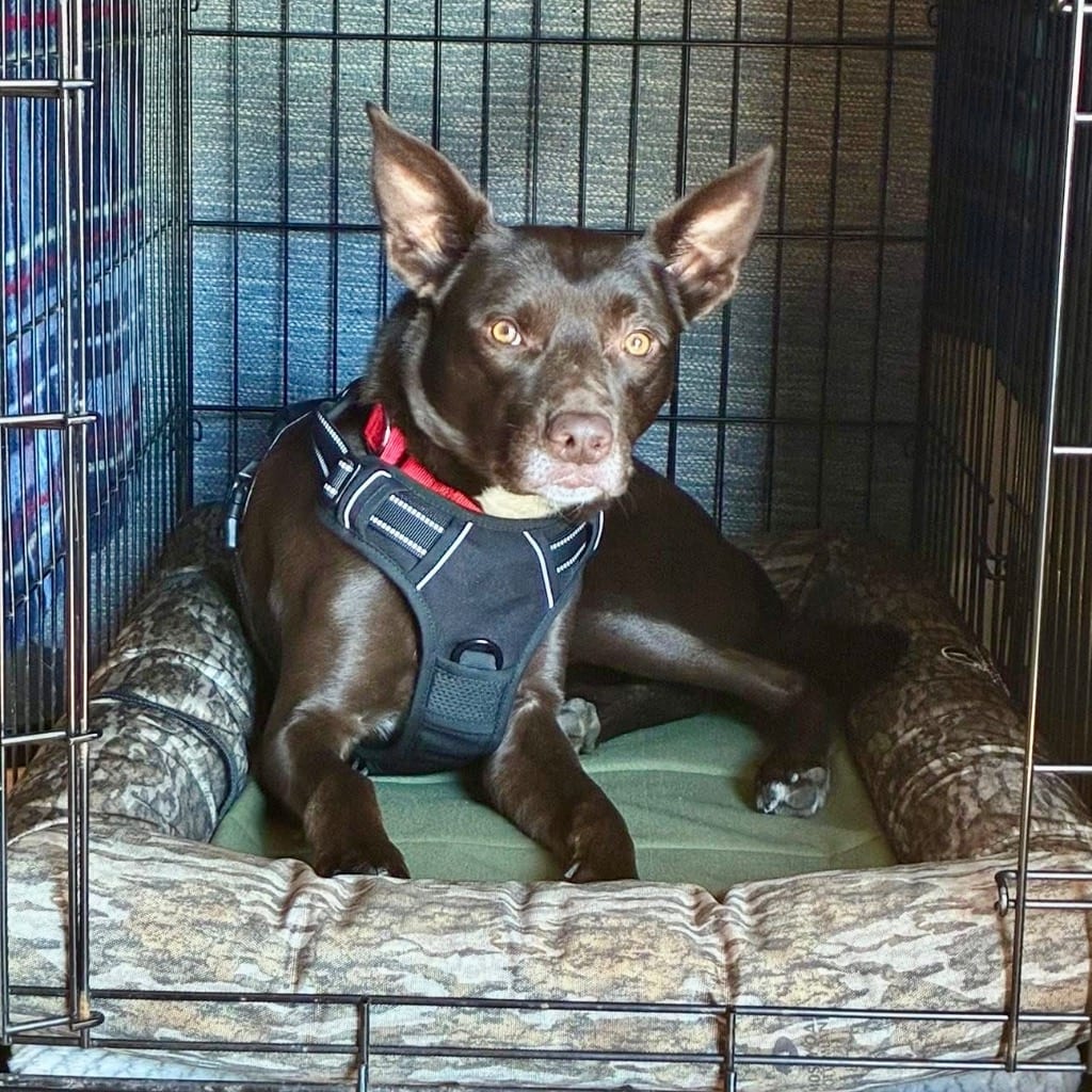 Photo of Loki, adoptable Australian Kelpie in Bloomfield, Connecticut