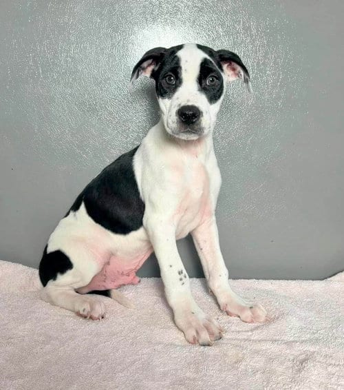 Photo of Buzz, adoptable American Staffordshire Terrier in New Oxford, Pennsylvania