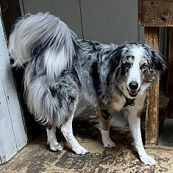 Photo of Oakley-REDUCED TO $300, adoptable Australian Shepherd Labrador Retriever in Manchester, New Hampshire