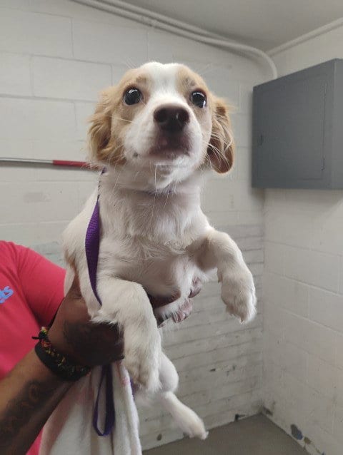 Photo of Twinkie, adoptable Chihuahua in San Bernardino, California