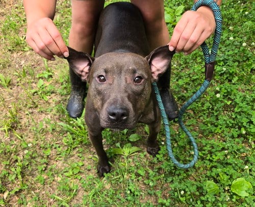 Photo of Skylar, adoptable Black Labrador Retriever in Jackson, Mississippi