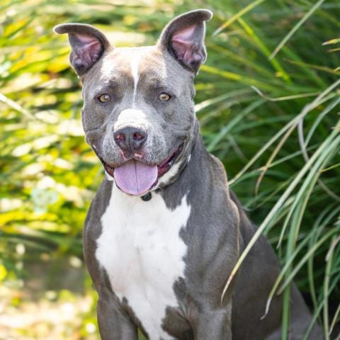 Photo of Apollo, adoptable Pit Bull Terrier in Camarillo, California