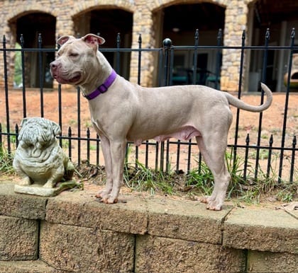 Photo of Madam, adoptable dog in Chamblee, Georgia