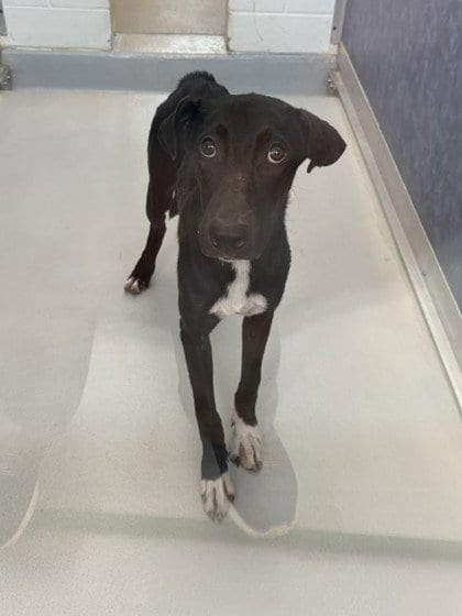 Photo of Tiny RESCUE ONLY, adoptable Labrador Retriever in Rowlett, Texas