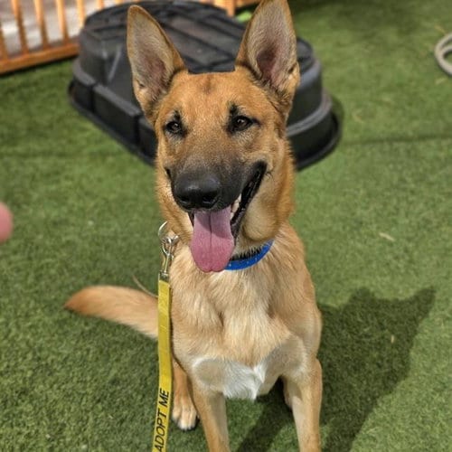 Photo of Rex, adoptable Belgian Shepherd Malinois in Las Vegas, Nevada