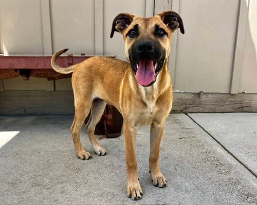 Photo of Sadie, adoptable Belgian Shepherd Malinois in Santa Cruz, California
