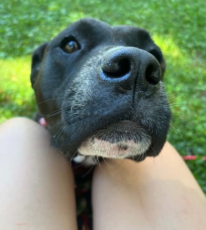Photo of Pastry, adoptable dog in Chamblee, Georgia