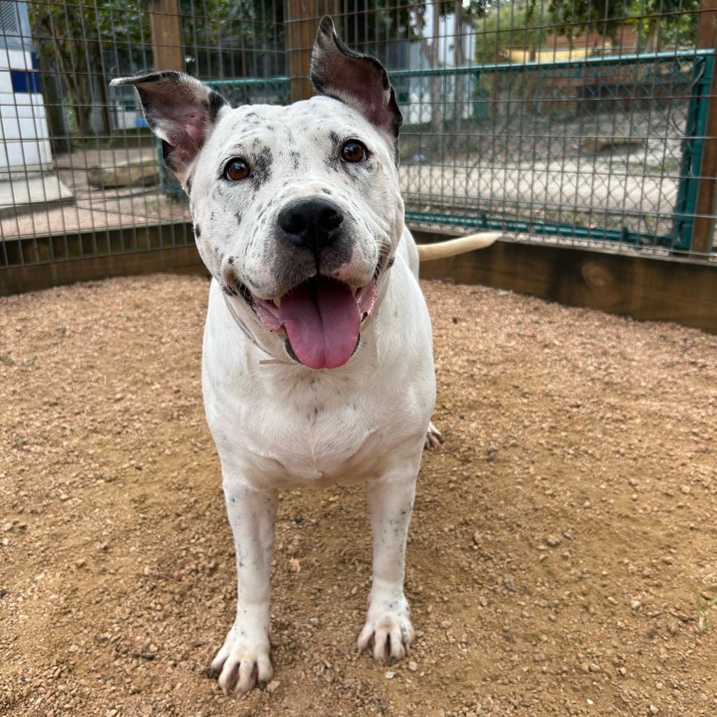 Photo of Lucy, adoptable Dalmatian in Houston, Texas