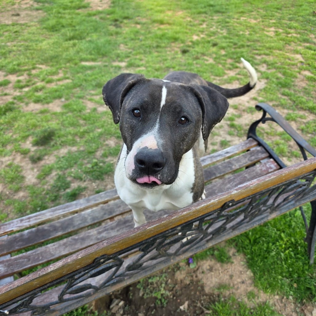 Photo of Nancy, adoptable Mixed Breed (Medium)