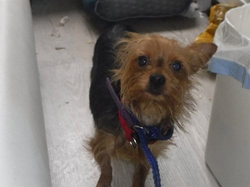 Photo of Sally, adoptable Yorkshire Terrier Yorkie in Miami, Florida