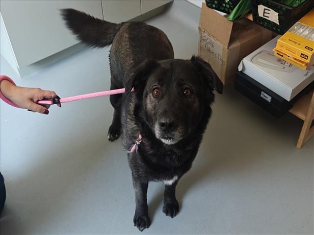 Photo of Sky, adoptable Mixed Breed in Santa Fe, New Mexico