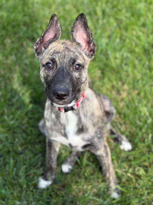 Photo of Maple, adoptable Dutch Shepherd in Ft. Thomas, Kentucky