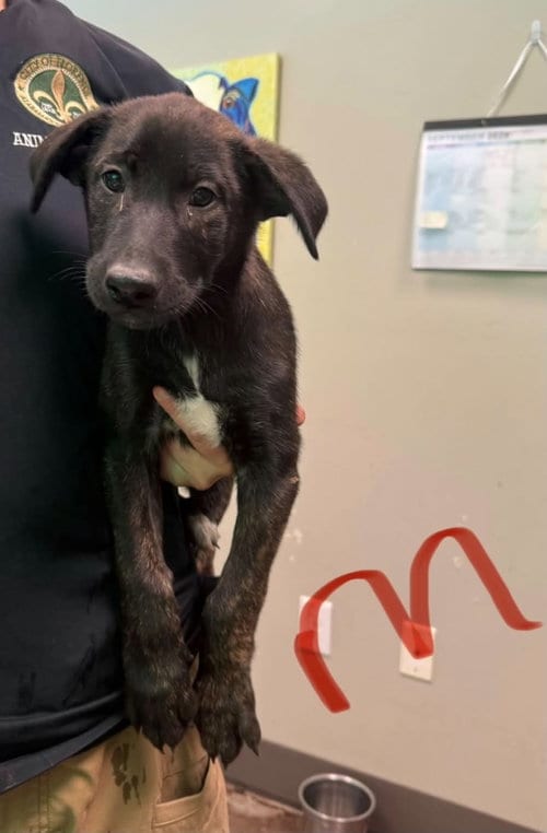 Photo of Saber (NY-Emily), adoptable Belgian Shepherd Malinois in SHERBURNE, New York