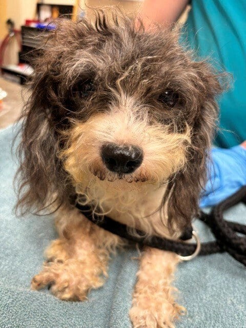 Photo of Zoey, adoptable Poodle (Miniature) in Brewster, New York