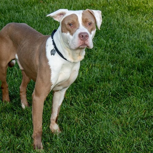 Photo of Clyde, adoptable Pit Bull Terrier in Maryland, Missouri