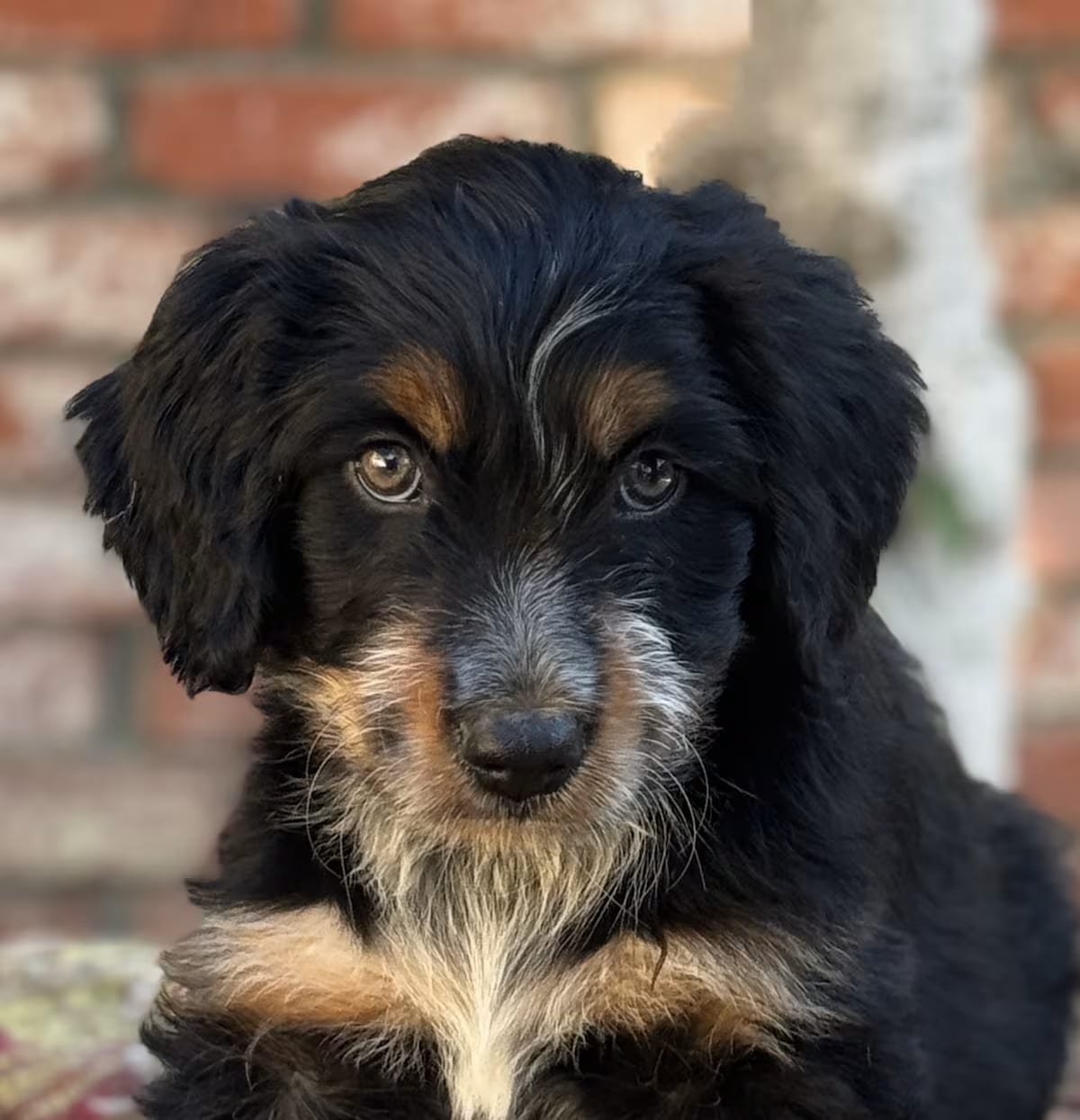 Photo of Bellini, adoptable Cattle Dog Goldendoodle in Valley Glen, California