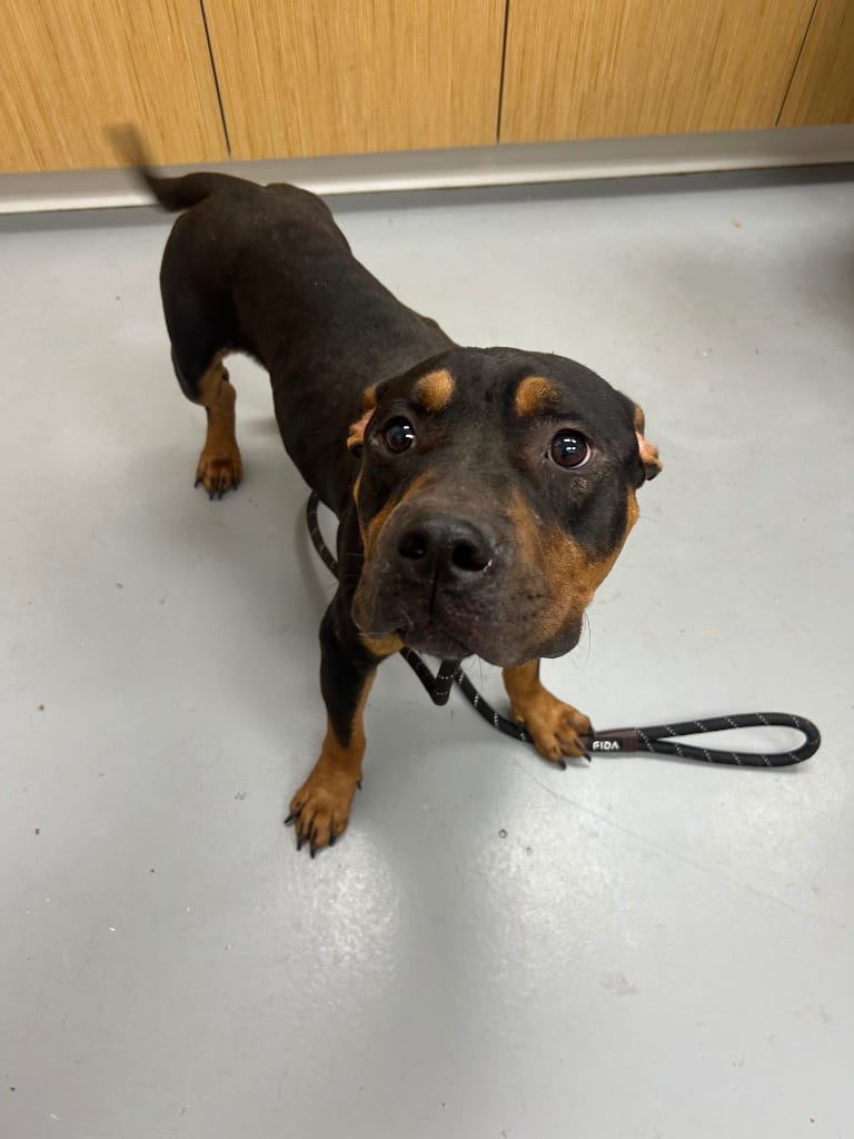 Photo of Brotha, adoptable Dachshund in Hartsville, South Carolina