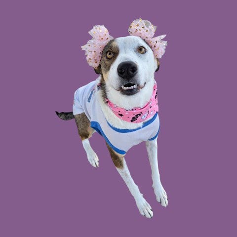 Photo of Lilly, adoptable Border Collie in Bakersfield, California
