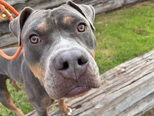 Photo of Sub, adoptable American Pit Bull Terrier in Albuquerque, New Mexico