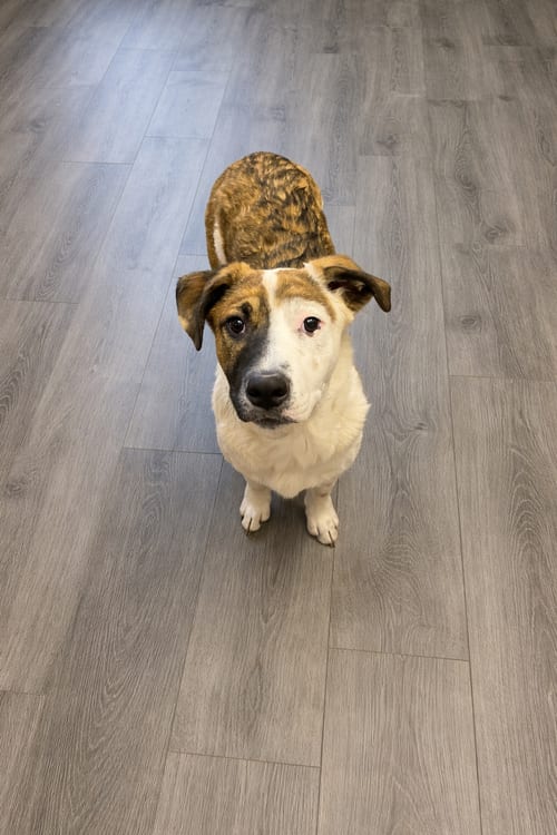 Photo of Big Hunk, adoptable Australian Cattle Dog/Blue Heeler in MIDWAY, Utah