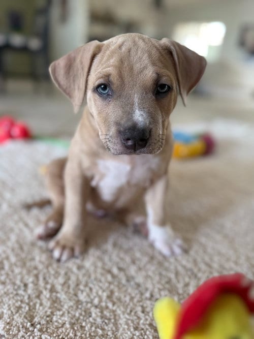 Photo of Scrambled, adoptable Pit Bull Terrier in Phoenix, Arizona