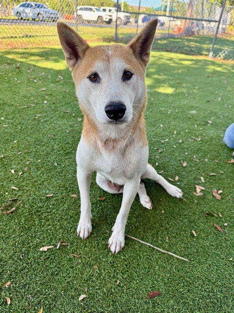 Photo of Asami, adoptable Shiba Inu in Fort Myers, Florida