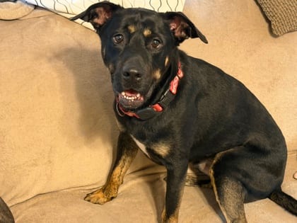 Photo of Oren, adoptable dog in Chamblee, Georgia