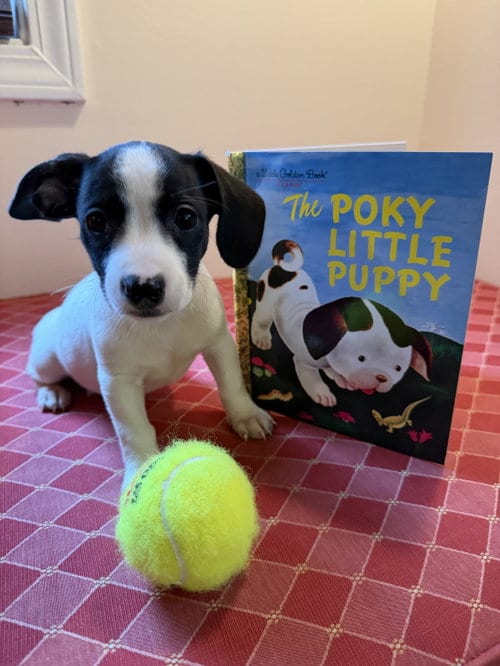 Photo of Drake, adoptable Terrier in Plainfield, Illinois