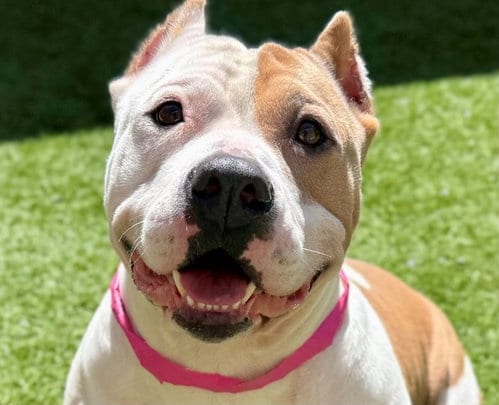 Photo of Poppi, adoptable Pit Bull Terrier in Moreno Valley, California