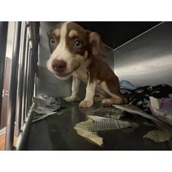 Photo of Kalo, adoptable Mixed Breed (Medium) in Baton Rouge, Louisiana