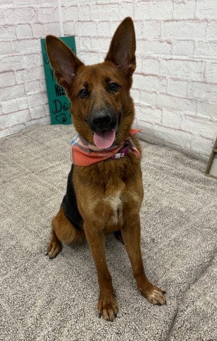 Photo of Little Miss Sunshine, adoptable German Shepherd Dog in Detroit, Michigan
