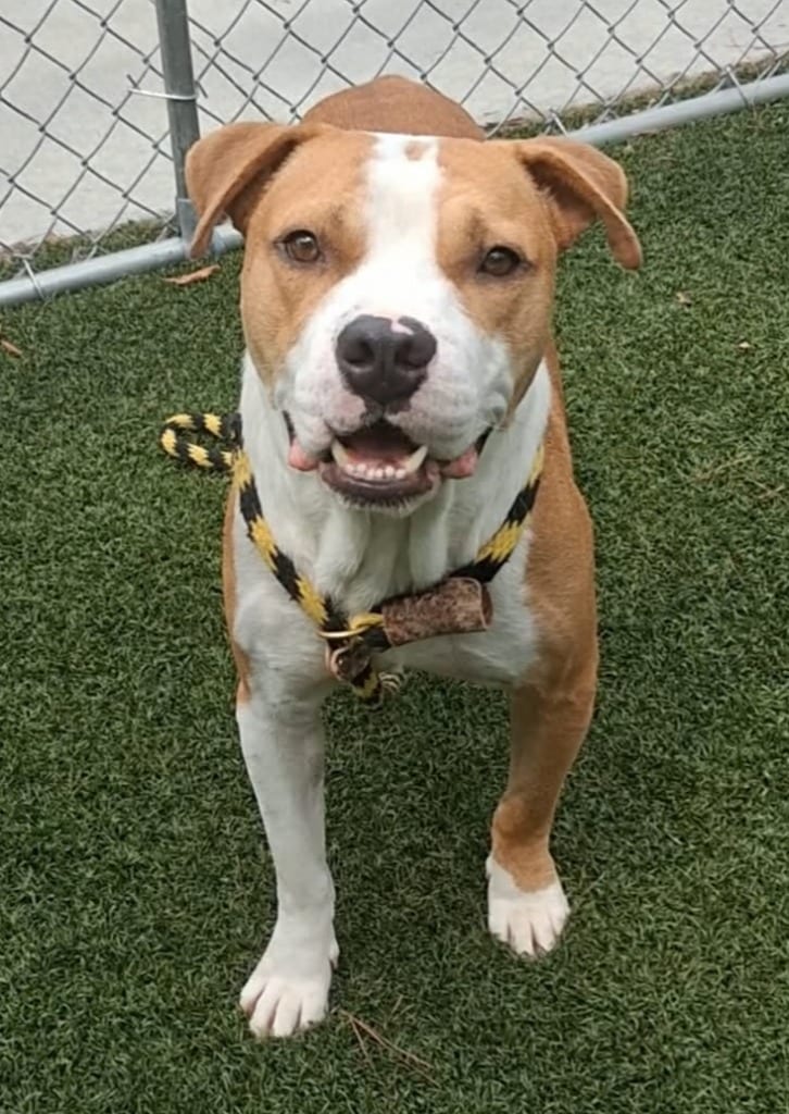 Photo of Quarter Pounder, adoptable Pit Bull Terrier in Hartsville, South Carolina