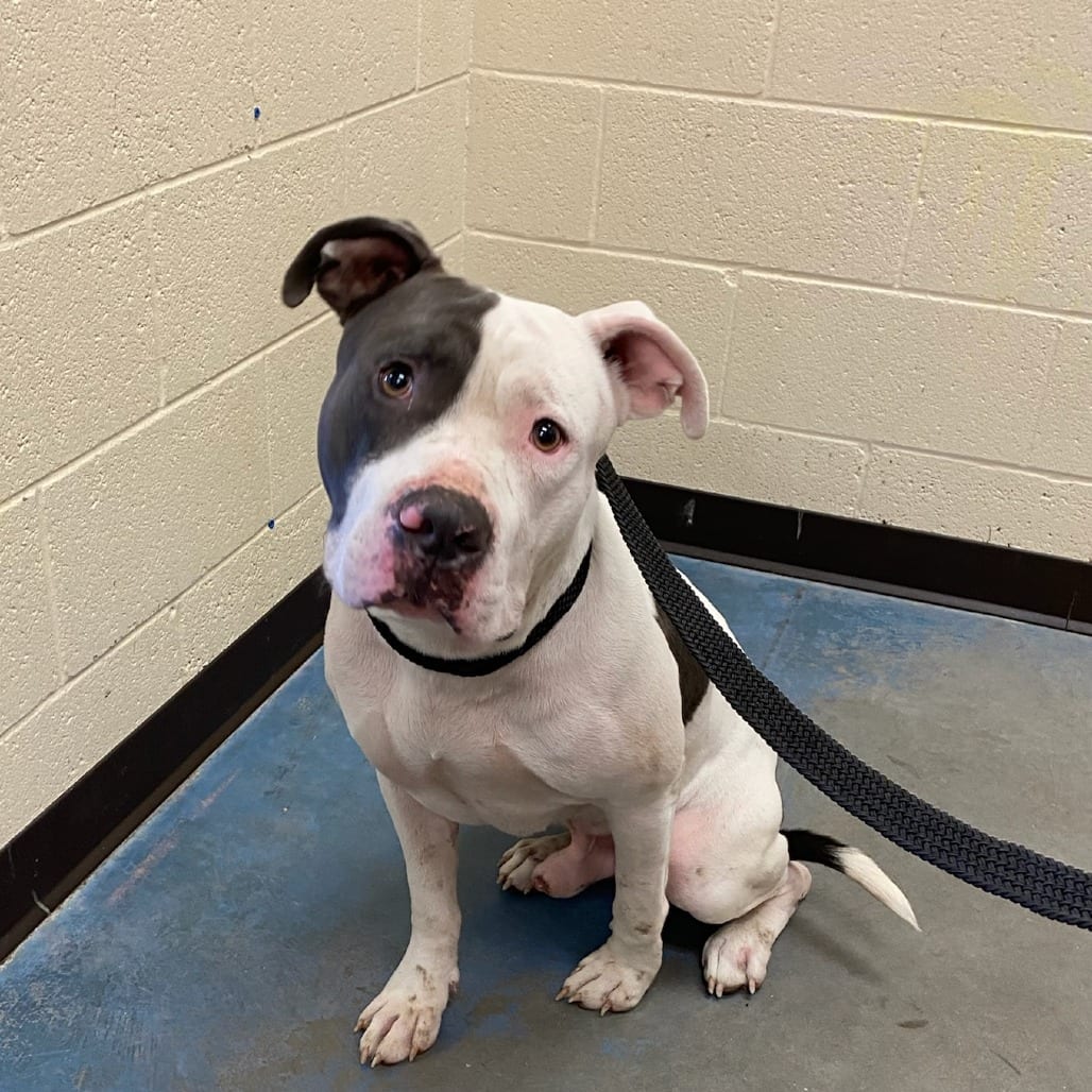 Photo of Bully, adoptable dog