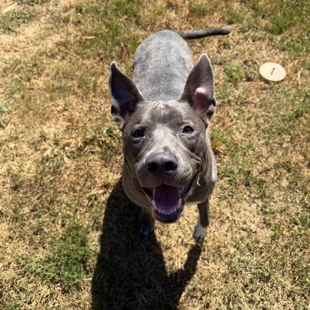 Photo of Jazzi, adoptable Mixed Breed (Large) in Chattanooga, Tennessee